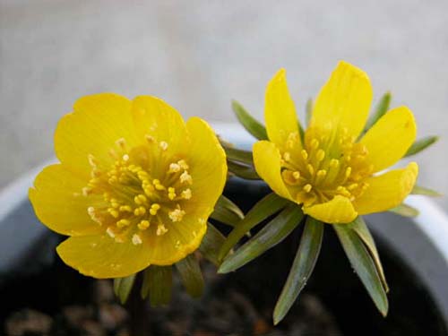 キバナセツブンソウ 黄花節分草 の育て方 山野草を育てる