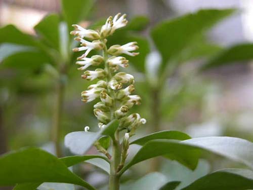 フッキソウ 富貴草 の育て方 山野草を育てる