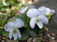 ビオラ・ソロリア