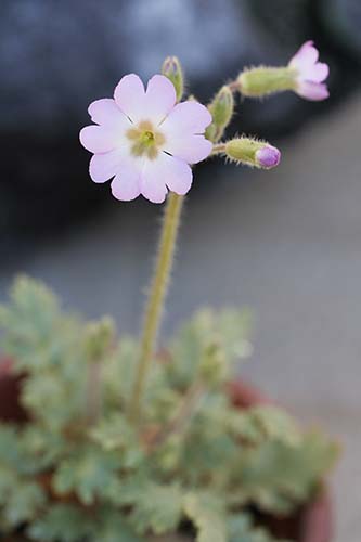 ウンナンサクラソウ 雲南桜草 の育て方 山野草を育てる