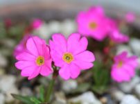 プリムラ・ロゼア