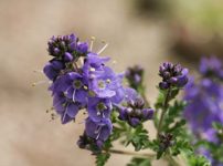 キクバクワガタ