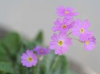 プリムラ・ラウレンチアナ