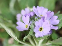 ユキワリコザクラ