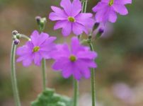 プリムラ・コルツソイデス