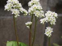 タンチョウソウ