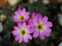 プリムラ ワルシェネウスキアナ