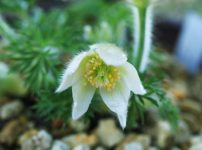 プルサティラ・ブルガリス