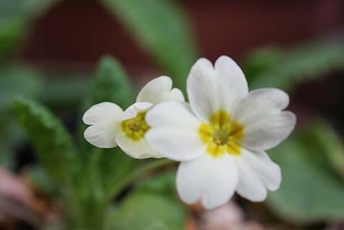 プリムラ ブルガリス Primula Vulgaris の育て方 山野草を育てる