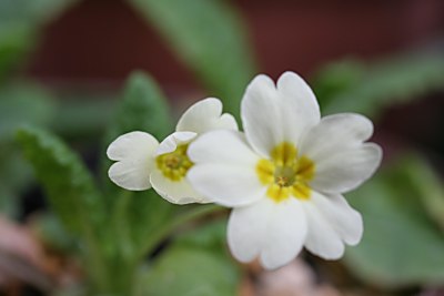 プリムラ・ブルガリス(Primula vulgaris)