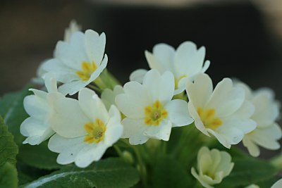 プリムラ・ブルガリス(Primula vulgaris)