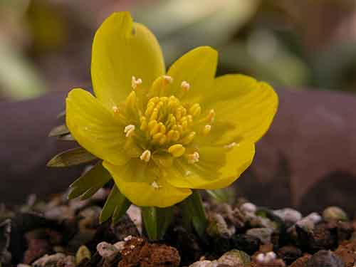 キバナセツブンソウ 黄花節分草 の育て方 山野草を育てる