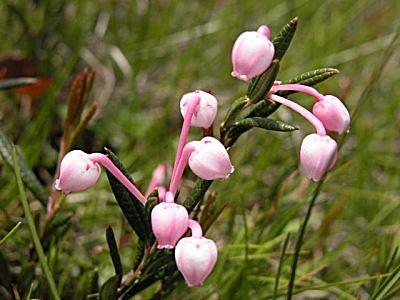 ヒメシャクナゲ 姫石楠花 シロバナヒメシャクナゲ 白花姫石楠花 の育て方 山野草を育てる