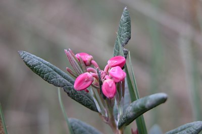 ヒメシャクナゲ 姫石楠花 シロバナヒメシャクナゲ 白花姫石楠花 の育て方 山野草を育てる