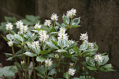 ヒトリシズカ 一人静 の育て方 山野草を育てる