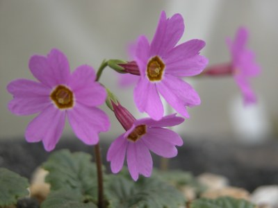 イワザクラ(岩桜)