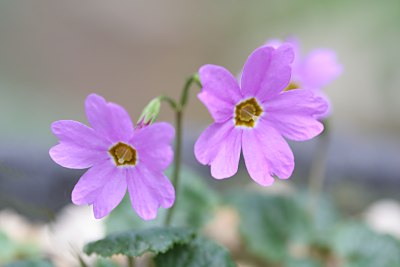 イワザクラ(岩桜)
