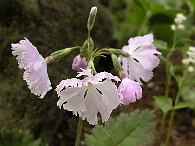 隠れ蓑