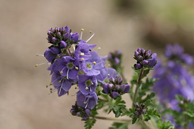 キクバクワガタ(菊葉鍬形)