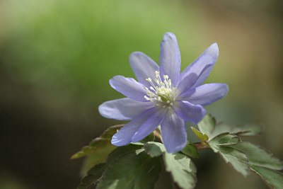 キクザキイチゲ（菊咲一華）