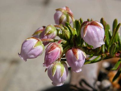 コエゾツガザクラ(小蝦夷栂桜)