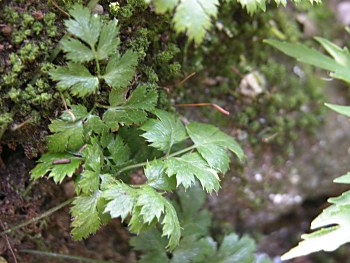 セリバオウレン(芹葉黄連)の葉