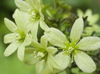 ラナンキュラス ゴールドコインの育て方 山野草を育てる