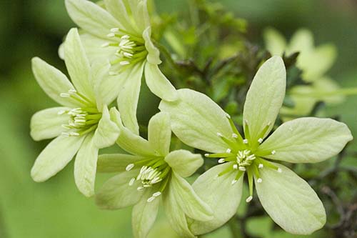 クレマチス ペトリエイ Clematis Petriei の育て方 山野草を育てる