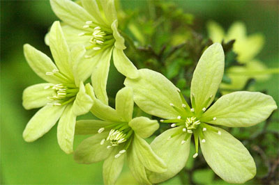 クレマチス ペトリエイ(Clematis petriei)