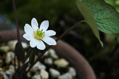 アメリカタツタソウ(Jeffersonia diphylla)