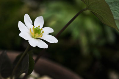 アメリカタツタソウ(Jeffersonia diphylla)