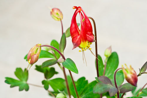 カナダオダマキ リトルランタン Aquilegia Canadensis Little Lanterns の育て方 山野草を育てる