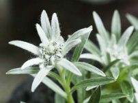 ハヤチネウスユキソウ