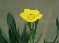 イトバキンポウゲ