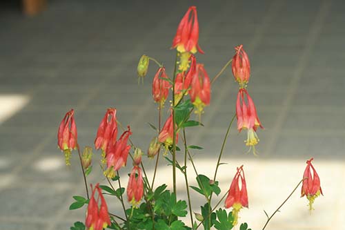 カナダオダマキ リトルランタン Aquilegia Canadensis Little Lanterns の育て方 山野草を育てる