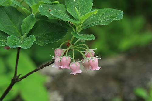 ガクウラジロヨウラク 萼裏白瓔珞 とウラジロヨウラク 裏白瓔珞 の比較と育て方 山野草を育てる