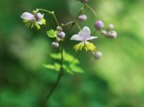 シキンカラマツ