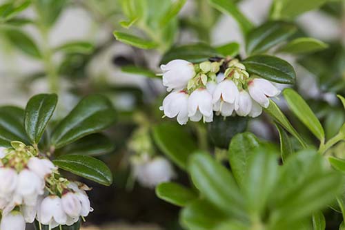 コケモモ 苔桃 の育て方 仲間のクロマメノキとヒメクロマメノキの特徴 山野草を育てる