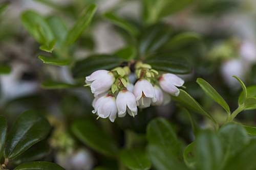 コケモモ 苔桃 の育て方 仲間のクロマメノキとヒメクロマメノキの特徴 山野草を育てる