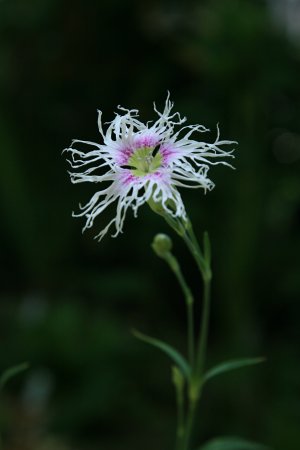 香りナデシコ
