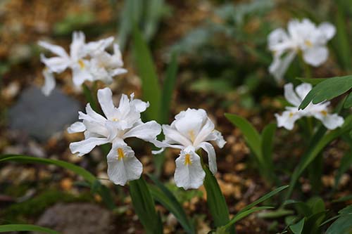 イリス クリスタータ Iris Cristata の育て方 山野草を育てる