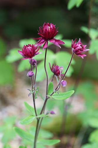 西洋オダマキ Aquilegiaの園芸品種 の育て方 クロバナオダマキ アクイレギア クレマチフローラ 山野草を育てる