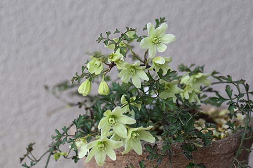 クレマチス ペトリエイ Clematis Petriei の育て方 山野草を育てる