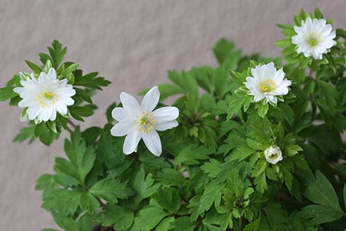 アネモネ ネモローサ ハルオコシ 八重咲イチリンソウ別名ヤブイチゲ の育て方 山野草を育てる