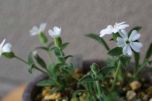 カラフトビランジの育て方 山野草を育てる