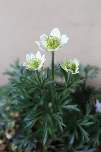 アネモネ クリニタ Anemone Narcissiflora Var Crinita の育て方 アネモネ リウラリス Anemone Rivularis Buch Ham 山野草を育てる