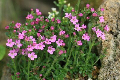 イワカラクサ(Erinus alpinus)