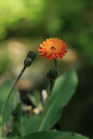 コウリンタンポポ(紅輪蒲公英)
