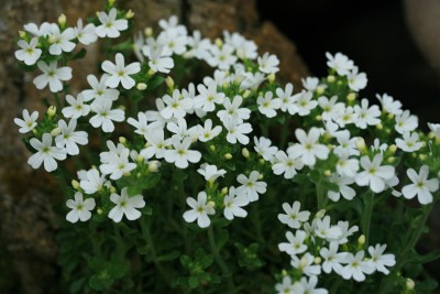 イワカラクサ(Erinus alpinus)