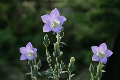 カンパニュラ・トメントサ(Campanula tomentosa)
